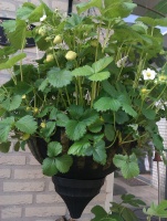 Aqua Lock Hanging Basket
